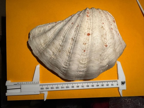 Conchiglia tridacnidi tridacna - conchiglia,