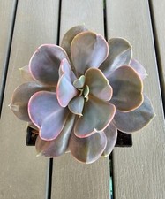 Echeveria serena - echeveria,