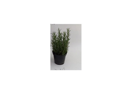 Piante rosmarino vaso cm - piante, di