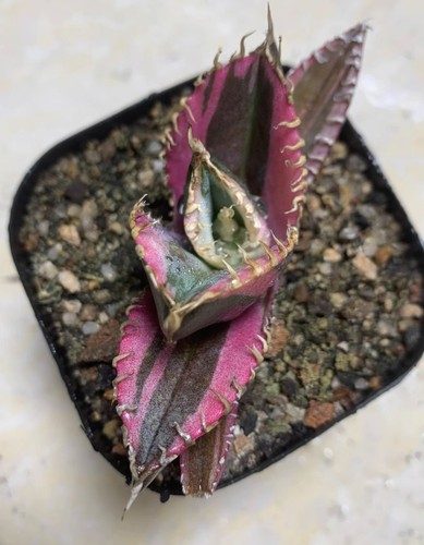 1pc rare red abdominal - 1pc,
