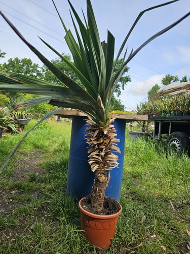 Yucca recurvifolia 90 cm - yucca,