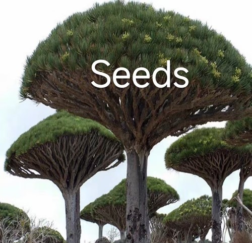 Semi cinabaro dracaena - di,