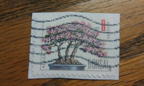 Timbro usa bonsai azalea - usa,,