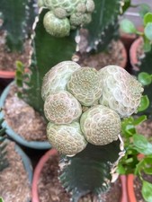 Rara Succulenta Multitesta