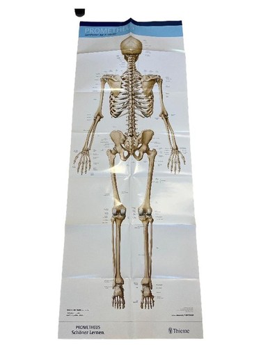 Thieme prometheus lernposter - thieme,