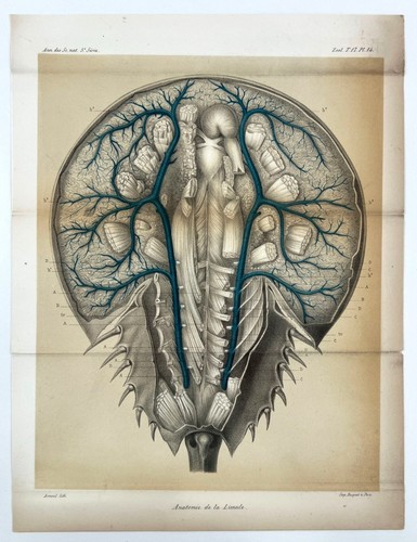1873 litografia scientifica - c.,