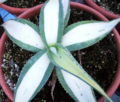 Agave guiengola mediopicta - agave,