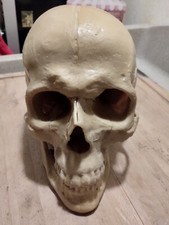 Modello anatomico cranio x training 