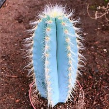Torcia Blu Pilosocereus