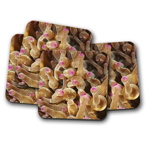 Set sottobicchiere mangime - -,