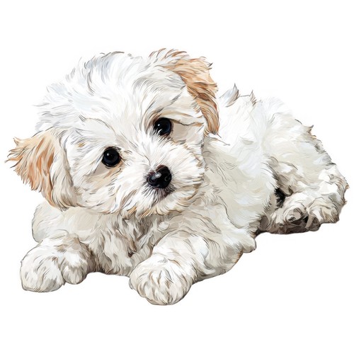 Adesivi cane maltese - 9,