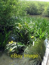 Photo 6x4 Yellow Iris (Iris