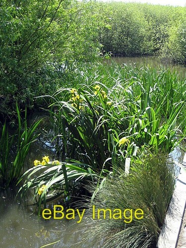 Photo 6x4 yellow iris - photo, (iris