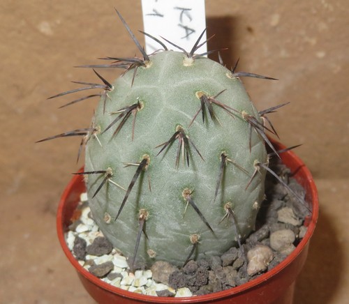 Tephrocactus geometricus spine