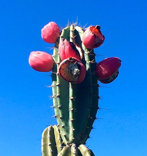 Cereus bicolor seeds - bicolor, (brazil)