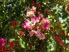 BOUGAINVILLEA CHITRA