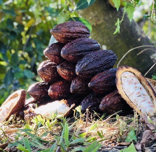 Confezione baccelli cacao - confezione, da