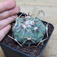 Echinocactus horizonthalonius