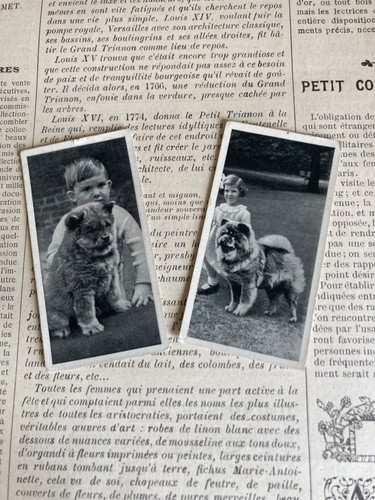 Chow puppy vintage - chow/,