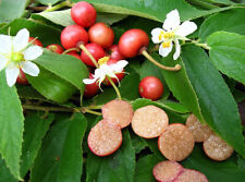 MUNTINGIA CALABURA - CILIEGIO