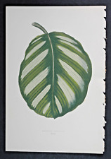 1861 Orig.Color Print