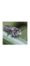 Leafcutter Bee Cocoons