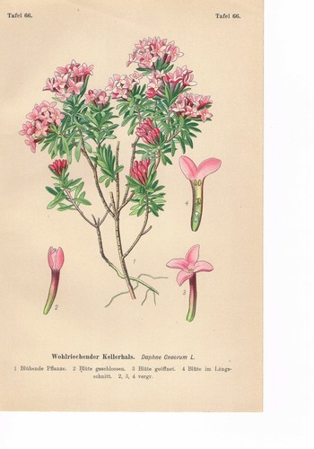 Daphne cneorum rosmarino - cneorum,