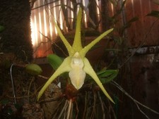 Dendrobium amplum alba