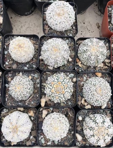 Vendita pezzi rari - pezzi, cactus