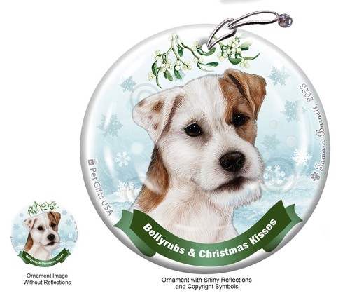 Jack russell terrier - russell, wh
