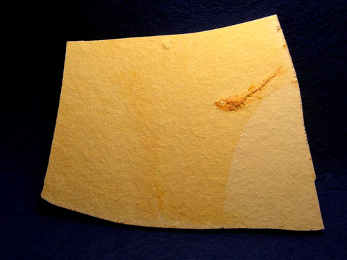 Pesce fossile leptolepis - pesce,