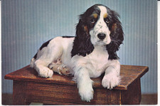 Cocker Spaniel Postcard unused
