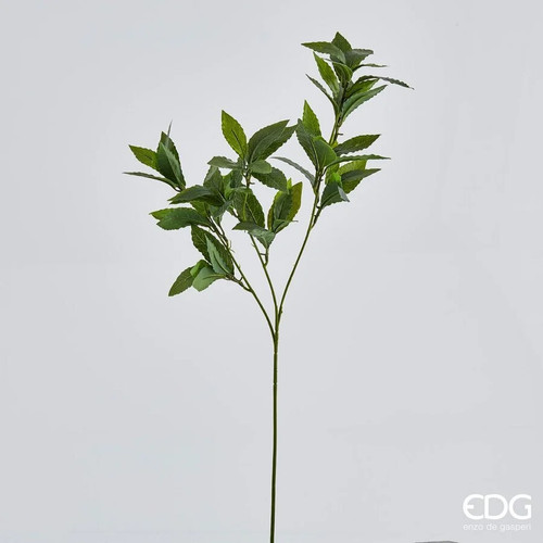 Edg enzo gasperi alloro - de,