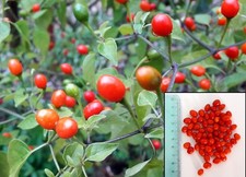50 Semi Peperoncino Chiltepin