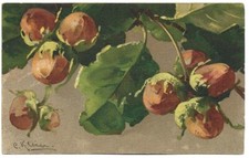 Antica Cartolina ILLUSTRATA: FRUTTA, NOCCIOLE, NERA, AUGURI