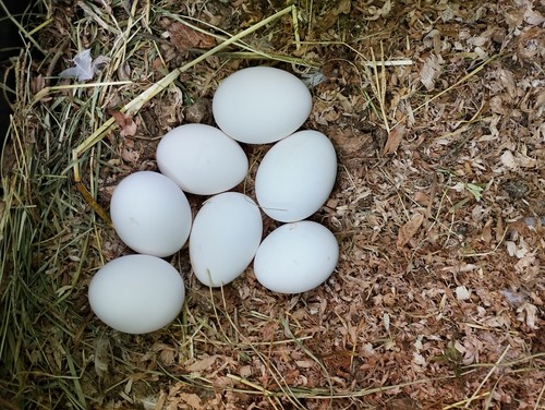 Uova fertili livornese - , bianca