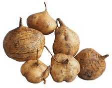 Capsule Pueraria mirifica