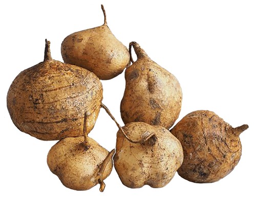 Capsule pueraria mirifica - capsule,