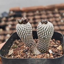 Pianta cactus succulenta - pianta, di