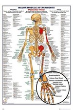 Corpo umano: attacchi muscolari vista posteriore - maxi poster 61 cm x 91,5 cm