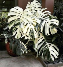 5U 2886XG Monstera deliciosa