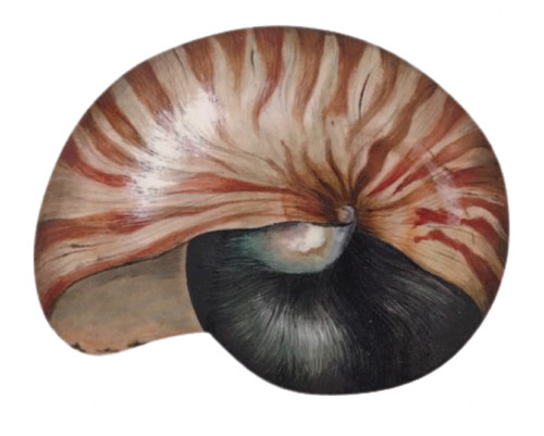 Targa nautilus shell - targa,