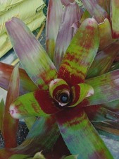 Neoregelia pianta tropicale - #1,