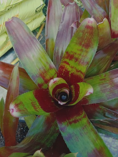 Neoregelia pianta tropicale - #1,