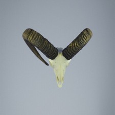 785MU Trofeo di caccia di muflone, corna 75-74cm C.23,5cm IT