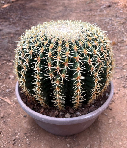 Echinocactus grusonii - echinocactus,