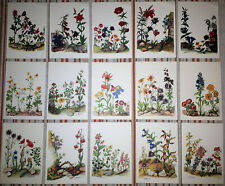 Lotto 15 CARTOLINE VINTAGE FIORI GERANIO GENZIANA MALVA REPUBBLICA DEI RAGAZZI