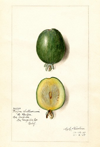 Feijoa acca sellowiana - -,