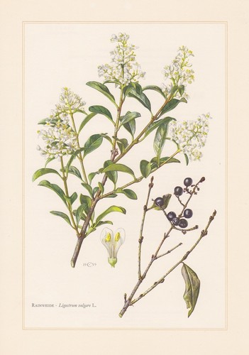 Liguster ligustrum volgare - liguster,
