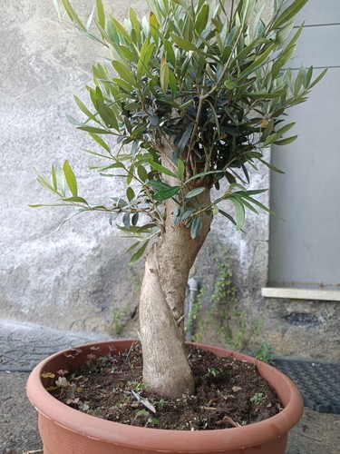 Ulivo bonsai vaso olivo - bonsai,